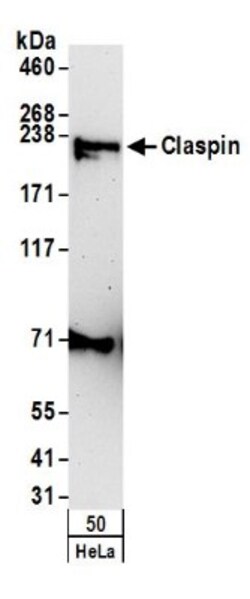Claspin Antibody, Novus Biologicals 0.1mg; Unlabeled:Antibodies, Polyclonal